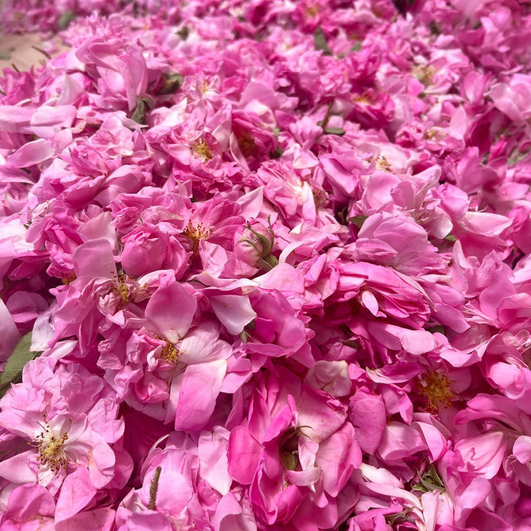 Organic Rose Bud Tea Organic Rose Bud Tea