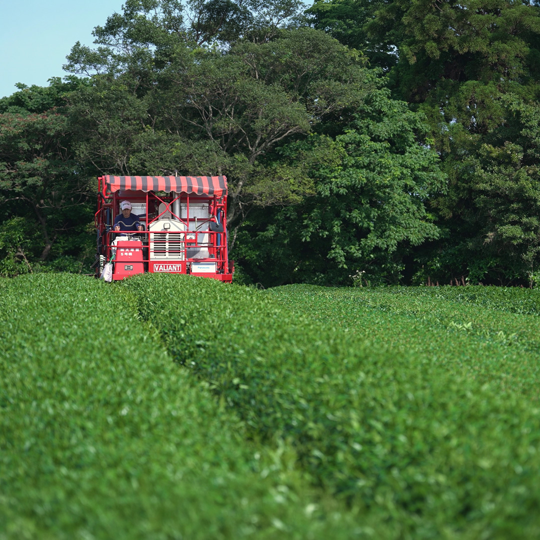 Matcha Hinode Sans.Pest