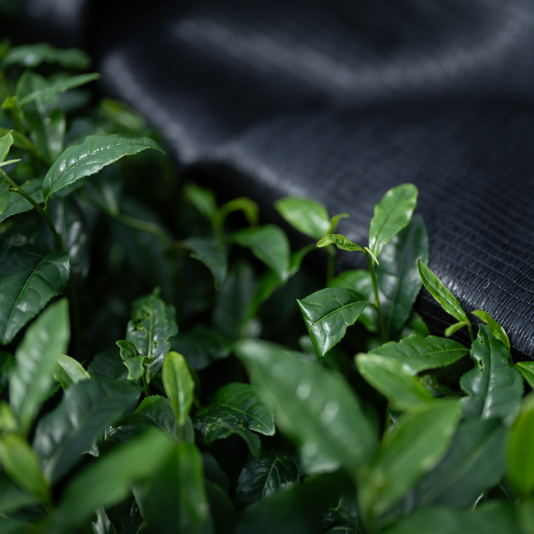 Matcha Hinode Sans.Pest