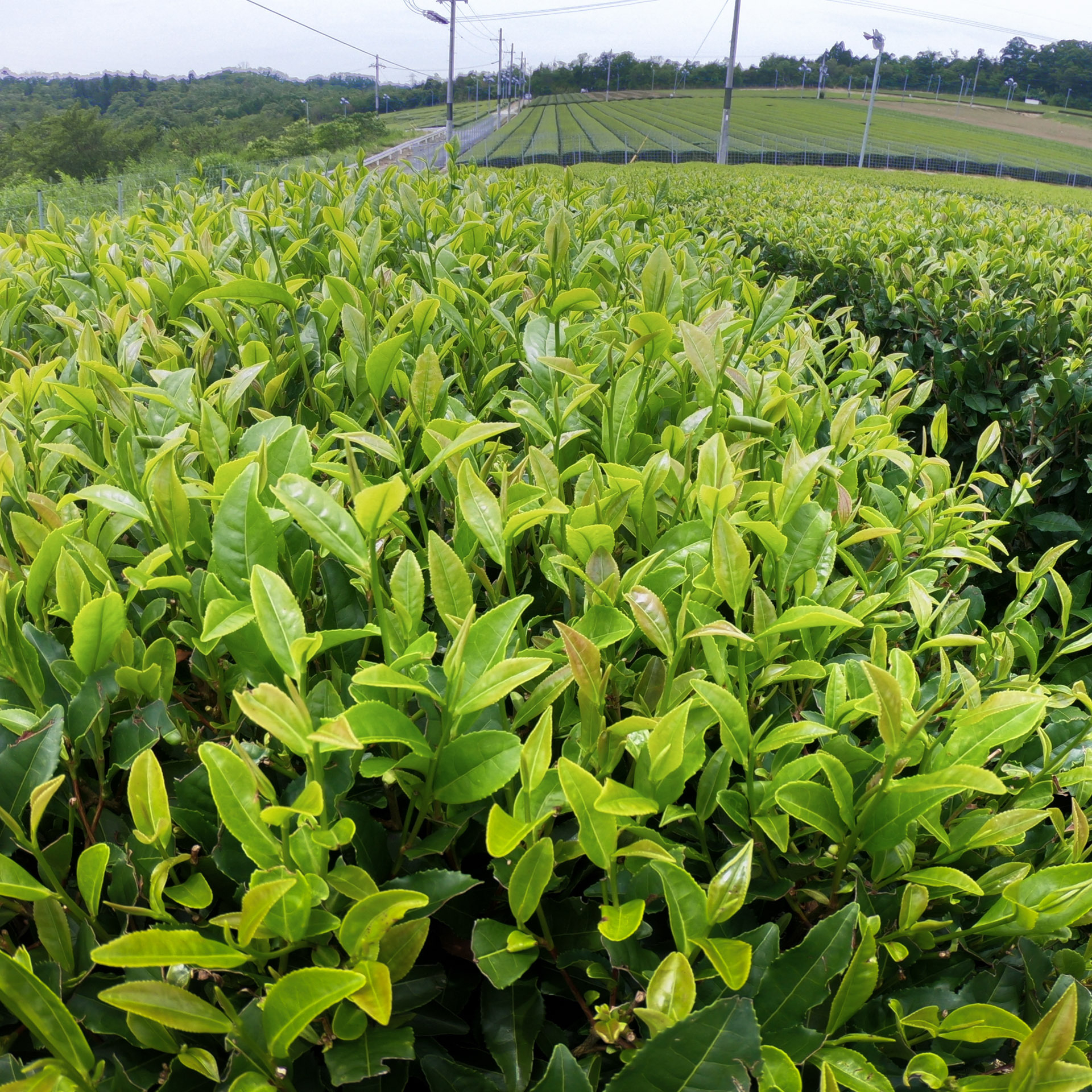 Gyokuro Uji Shunzan Bio Gyokuro Uji Shunzan Bio
