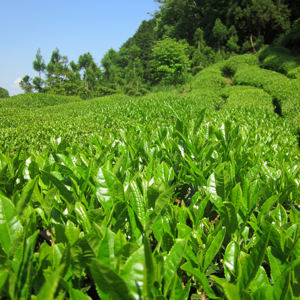 Sun Dried Hojicha Tamba Bio