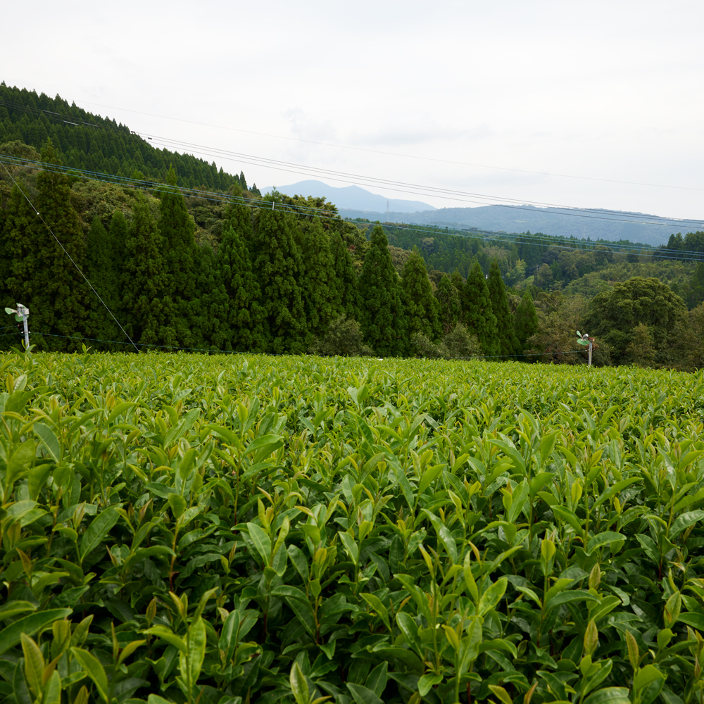Organic Kirishima Sencha 500g Organic Kirishima Sencha 500g