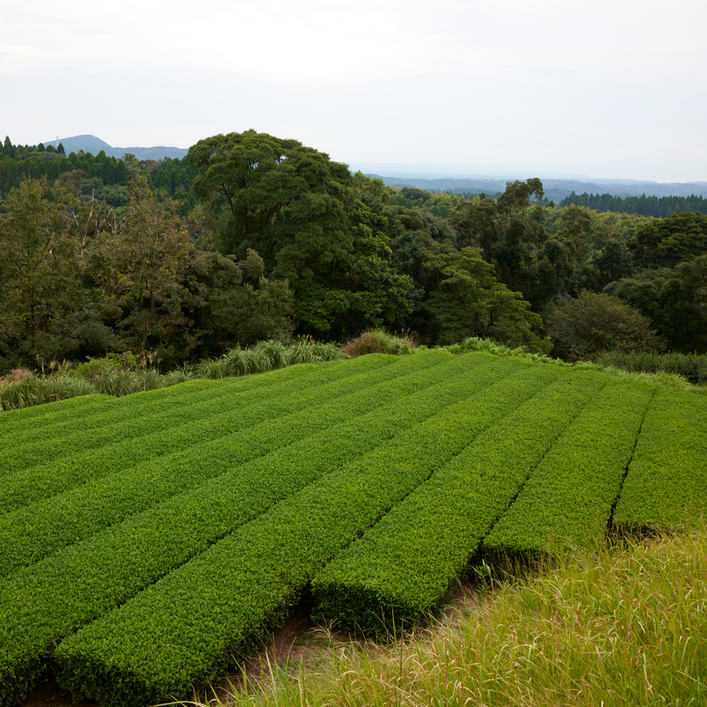 Organic Kirishima Sencha 500g Organic Kirishima Sencha 500g