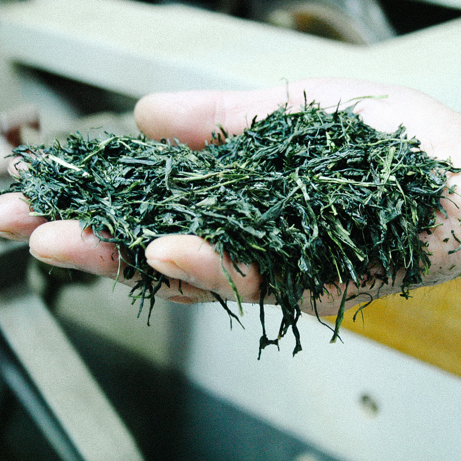 Organic Kirishima Sencha 500g Organic Kirishima Sencha 500g