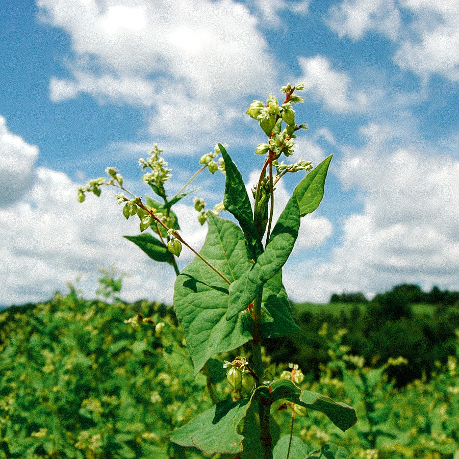 Thé de Sarrasin Dattan Soba Sans Pest.