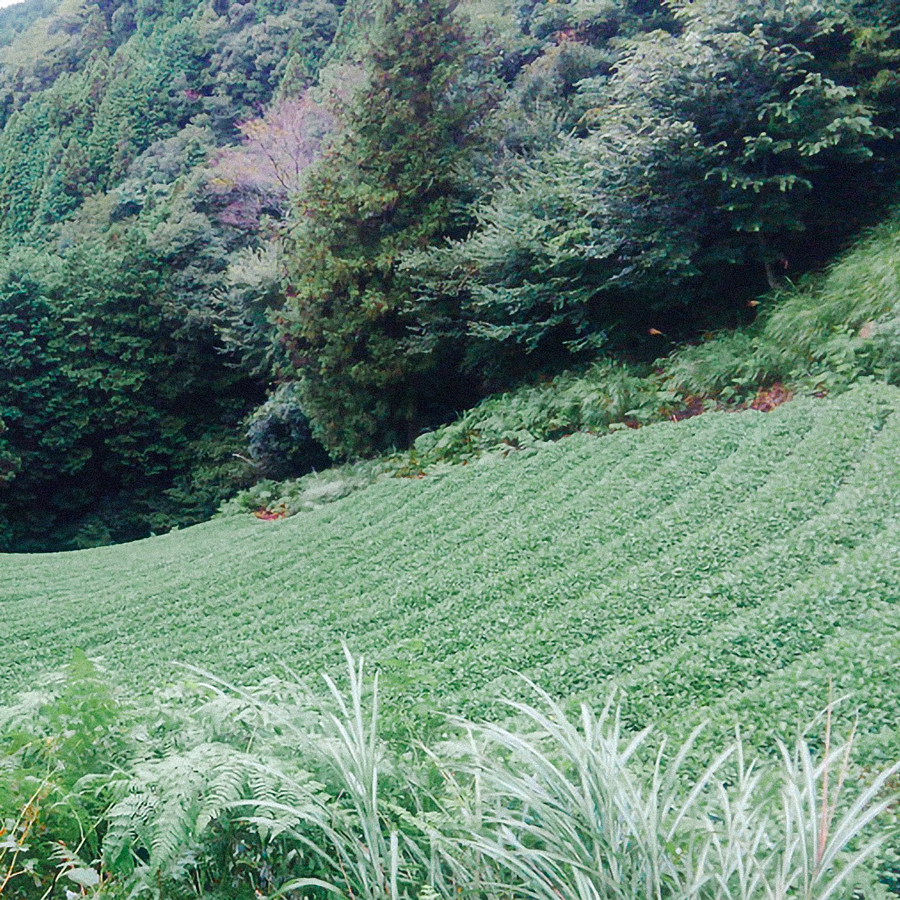 Sencha Yokozawa Yamakai Tezumi