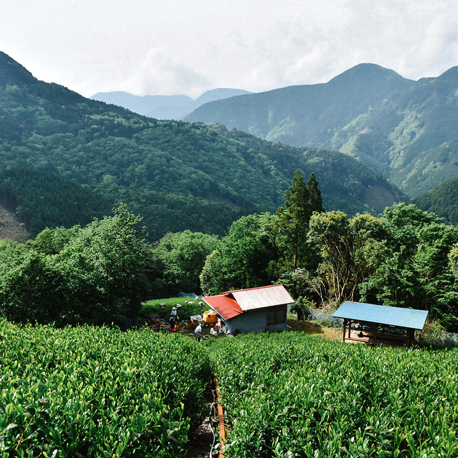 Sencha Tobetto Tezumi Sencha Tobetto Tezumi