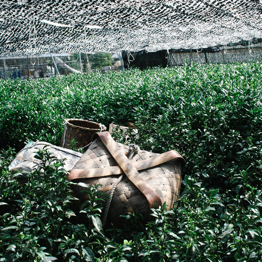 Gyokuro Okabe Premium