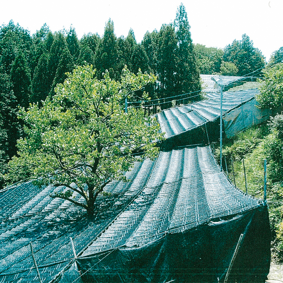 Gyokuro Shibushi Yabukita Bio Gyokuro Shibushi Yabukita Bio