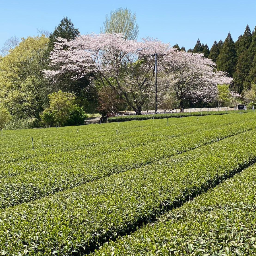 Gyokuro Shibushi Yabukita Bio Gyokuro Shibushi Yabukita Bio