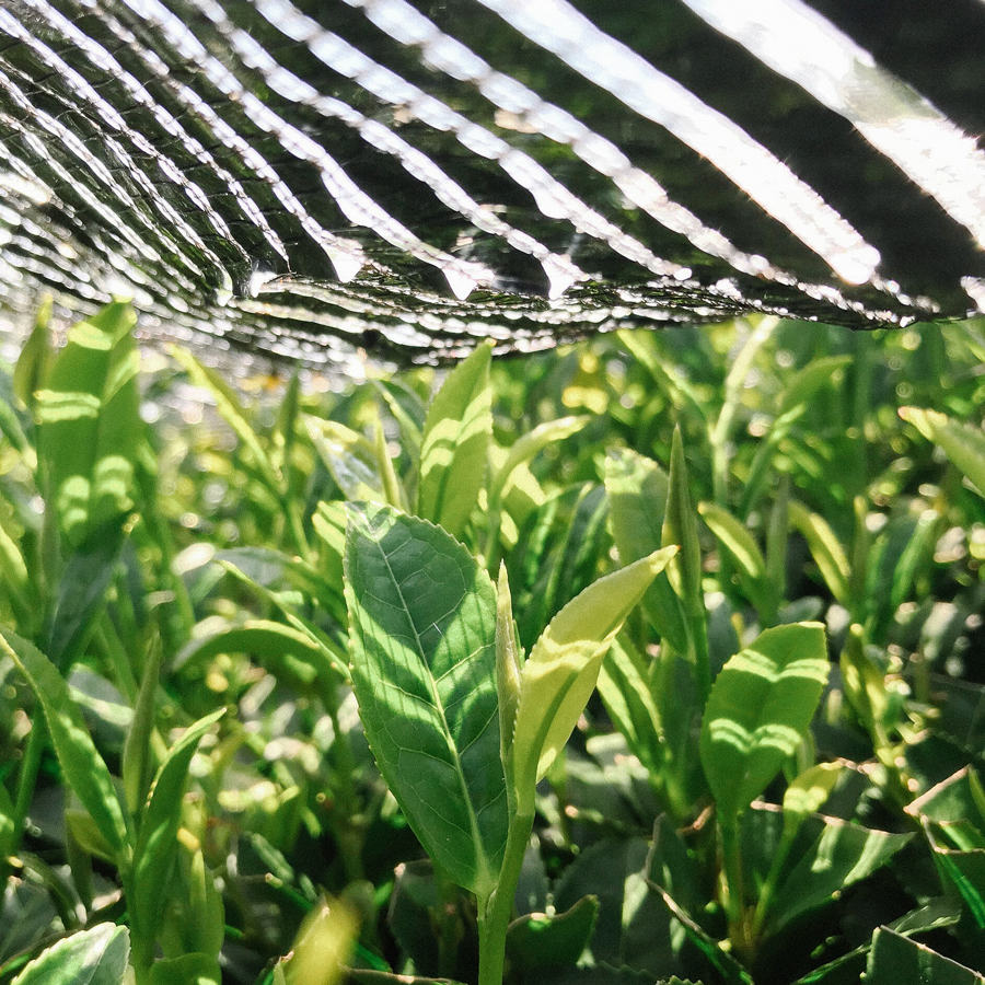 Thé Matcha Uji premium bio