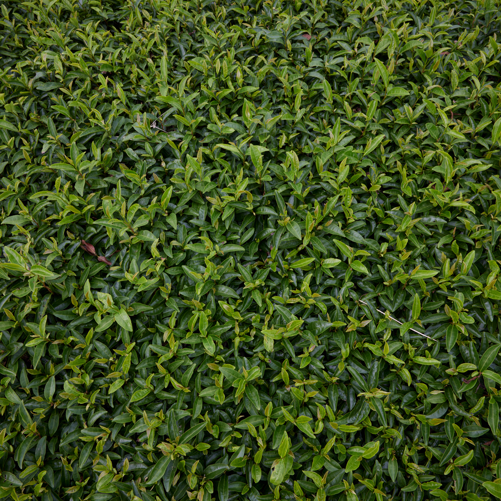 Organic Kagoshima Sencha