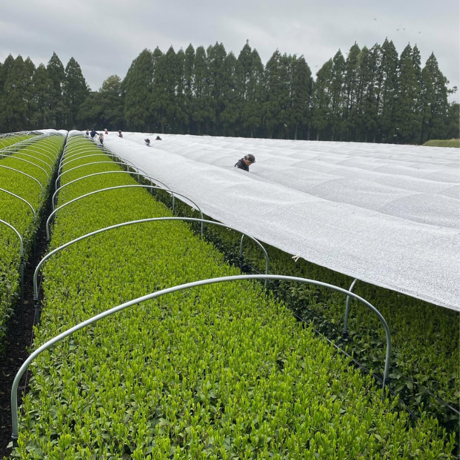 Gyokuro Karigane Bio