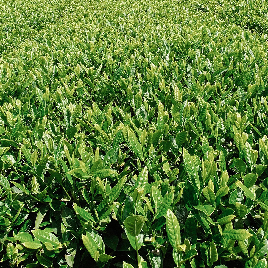 Mélange Benifuuki Asamushi Bio 500 g Mélange Benifuuki Asamushi Bio 500 g