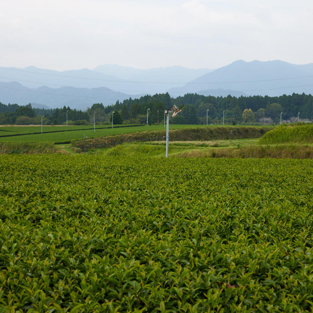 Organic Kagoshima Sencha 500g