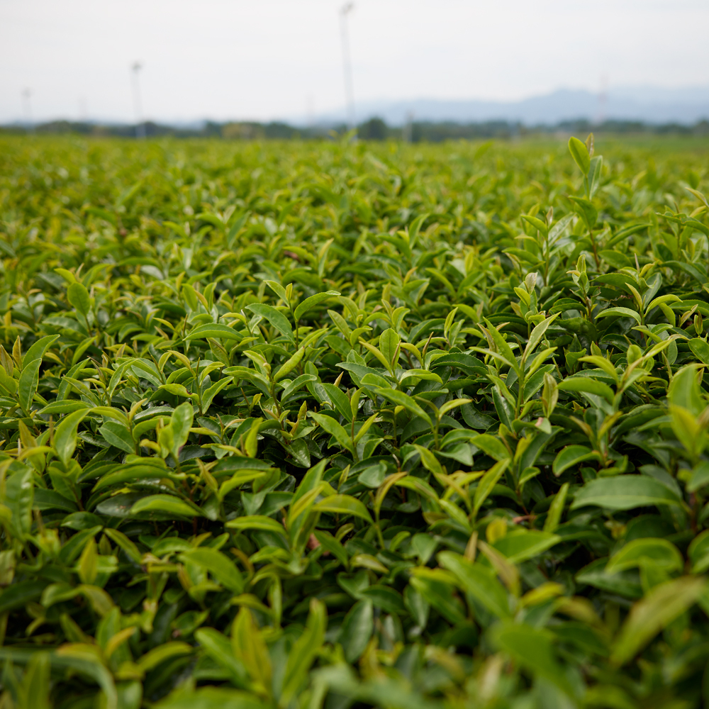 Organic Kagoshima Sencha 500g