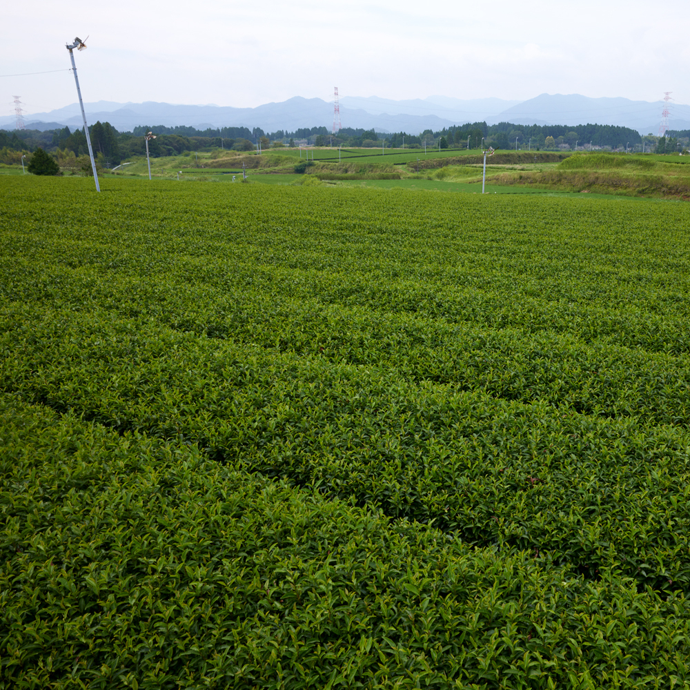 Sencha Kagoshima Bio 500g Sencha Kagoshima Bio 500g
