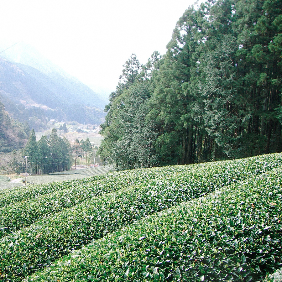 Gyokuro Okabe Gyokuro Okabe