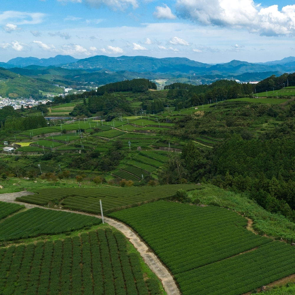 Benifuuki Ichibancha en poudre sans pesticides