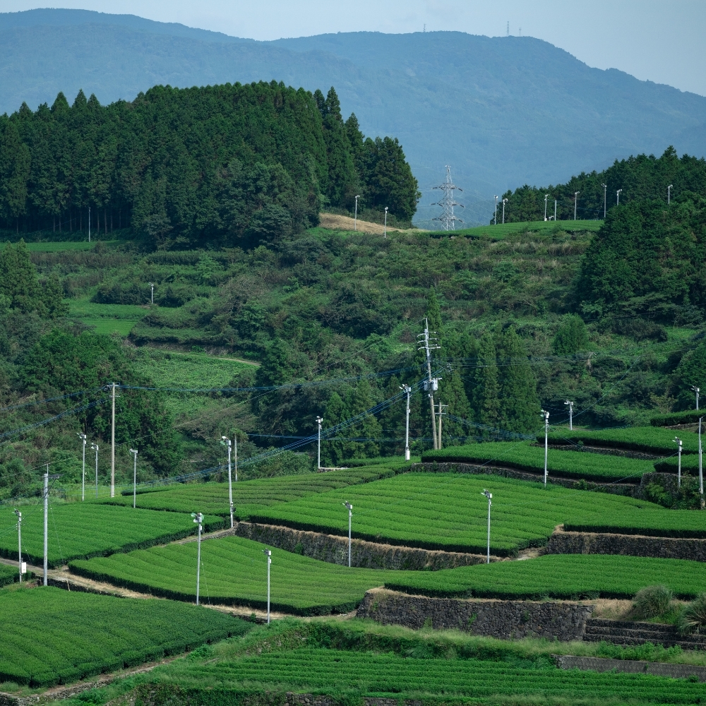 Tamaryokucha Kabuse Ureshino Pesticide Free
