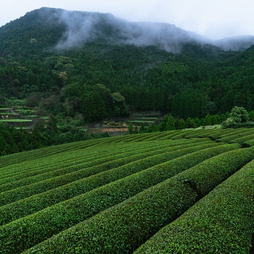Tamaryokucha Ureshino Sans Pesticides