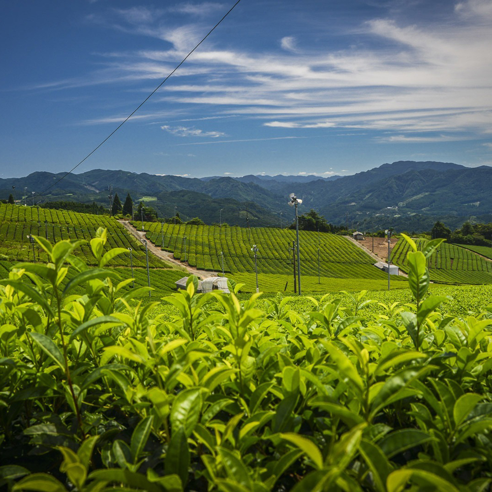Hon Gyokuro Takaki Fujimidori