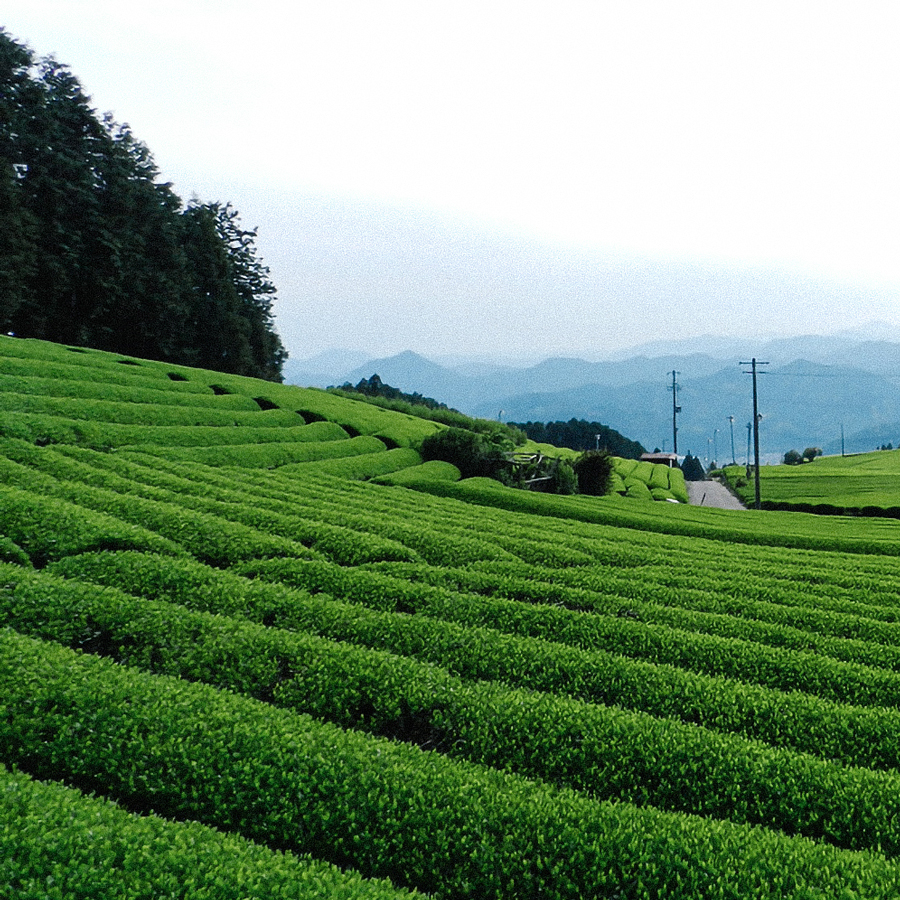 Coffret Genmaicha Bancha Honyama Sans.Pest Coffret Genmaicha Bancha Honyama Sans.Pest