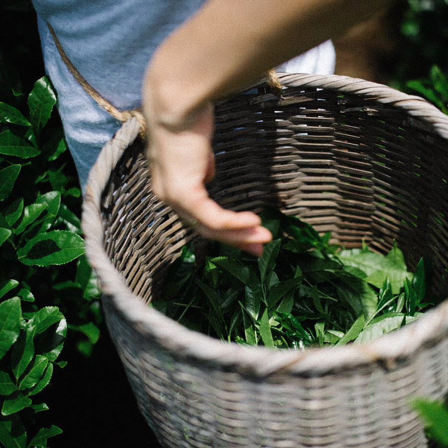 Genmaicha Meban Bancha Honyama sans pesticides