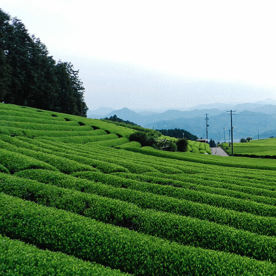 Genmaicha Sencha Honyama Pestizidfrei Genmaicha Sencha Honyama Pestizidfrei