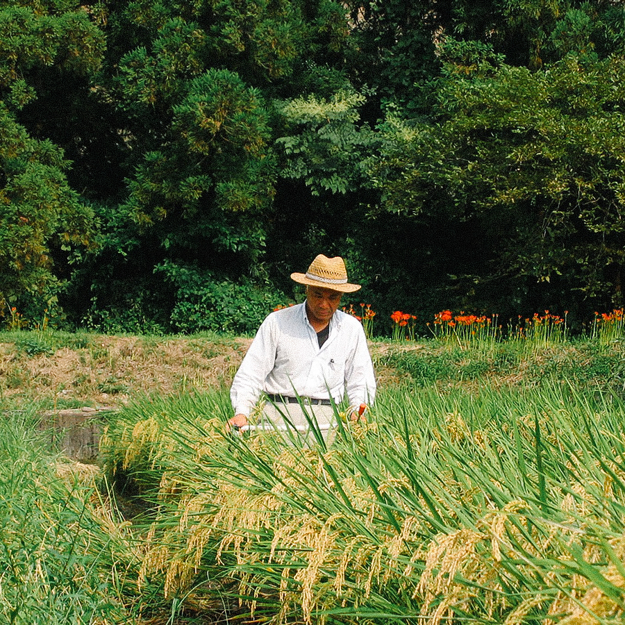 Genmaicha Set Honyama Pesticide Free
