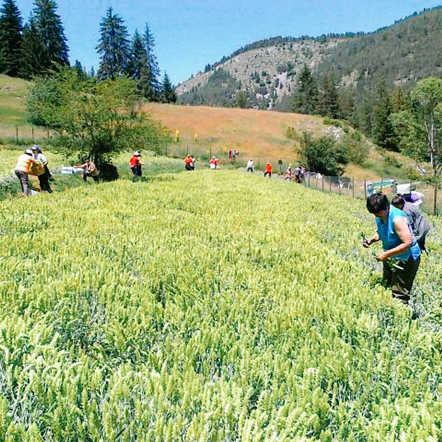 Thé Des Montagnes Mursalski Thé Des Montagnes Mursalski