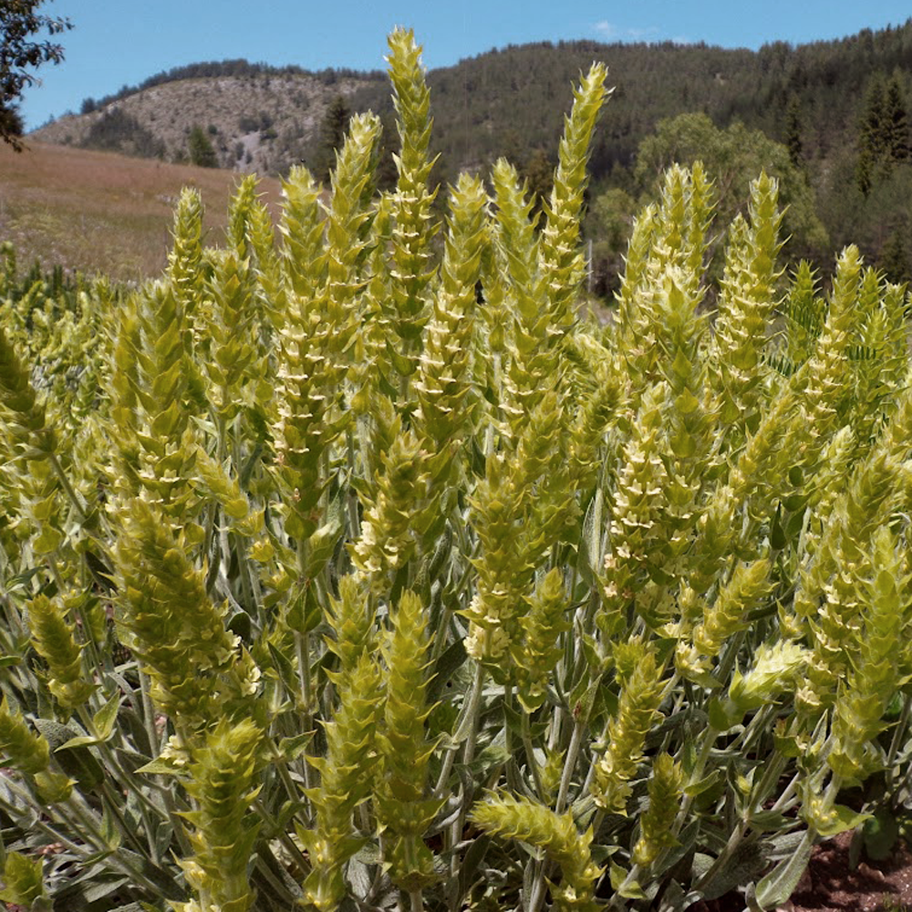 Thé Des Montagnes Mursalski Thé Des Montagnes Mursalski