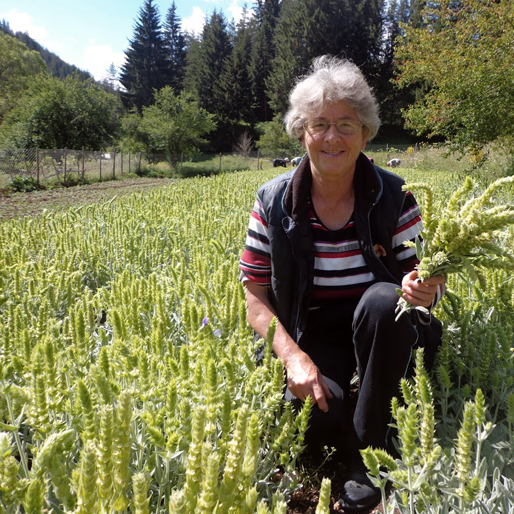 Thé Des Montagnes Mursalski Thé Des Montagnes Mursalski