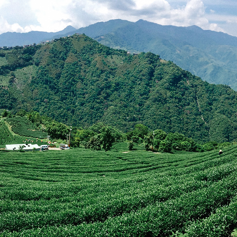 High Mountain Hua Xiang Oolong Tea Taiwan High Mountain Hua Xiang Oolong Tea Taiwan