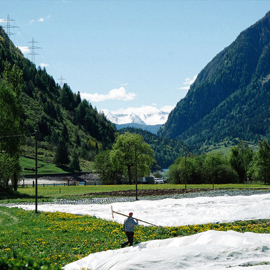 Entspannungstee Bio Alpenkräuter