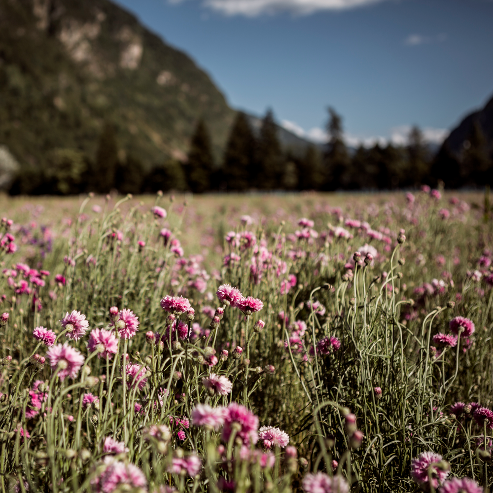 Pink Cornflower Alpine Herbs Organic 