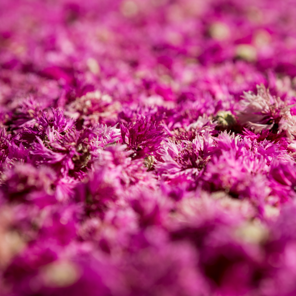 Tisane de Centaurée rose Bio