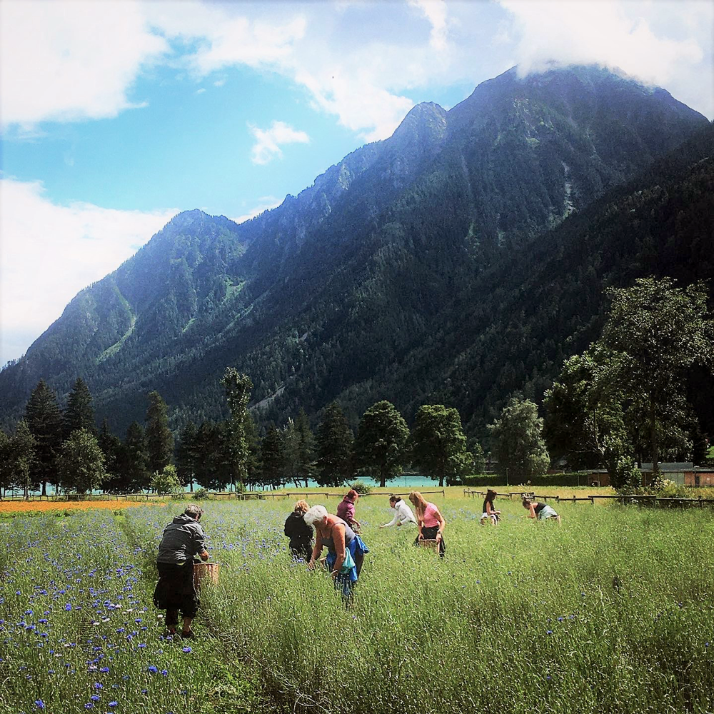 Blue Cornflower Alpine Herbs Organic  Blue Cornflower Alpine Herbs Organic
