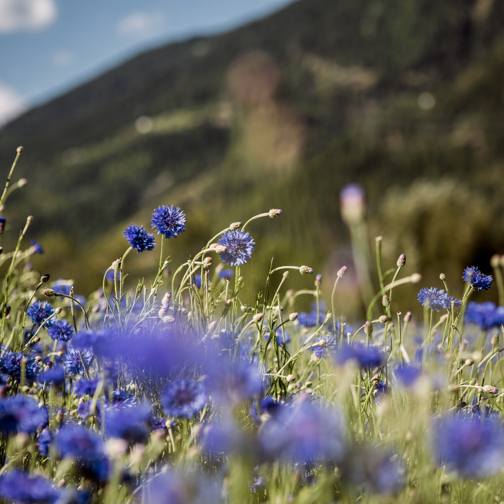 Blue Cornflower Alpine Herbs Organic  Blue Cornflower Alpine Herbs Organic