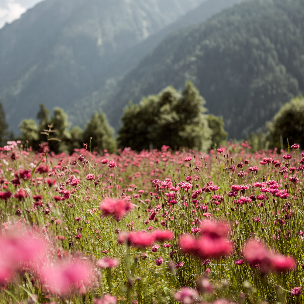 Mélange de fleurs Bio Herbes Alpines