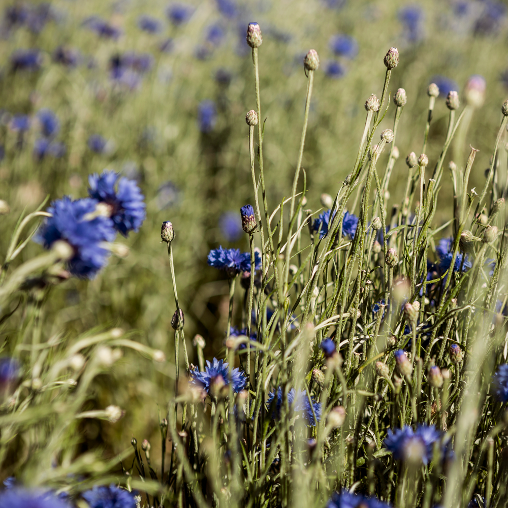 Mélange de fleurs Bio Herbes Alpines