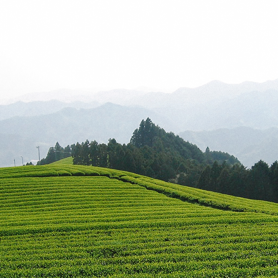 Sencha Tenryu Koshun Pest.Free