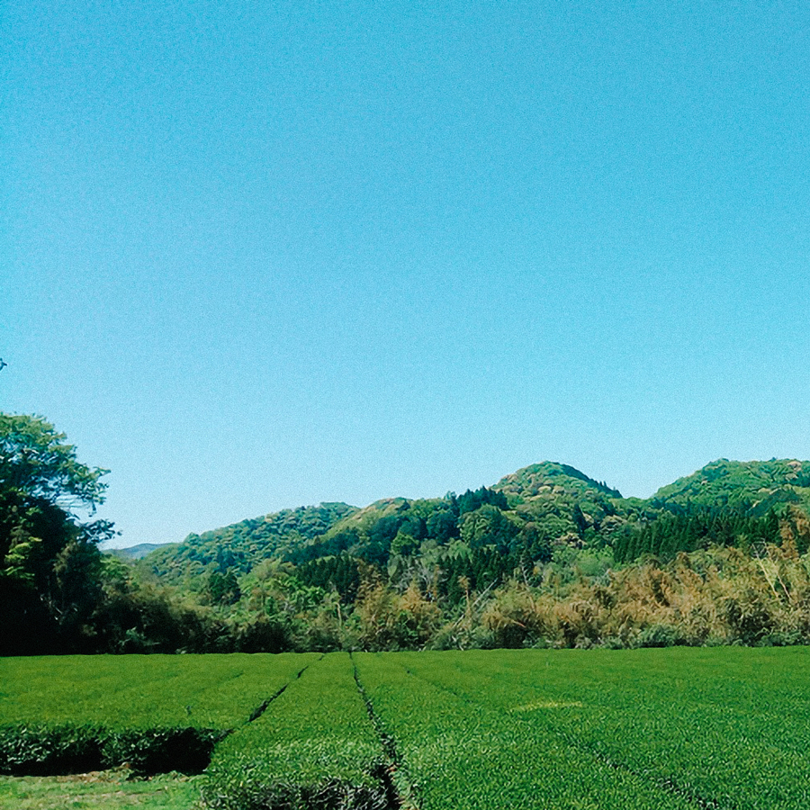 Organic Sannenbancha Ōita Organic Sannenbancha Ōita