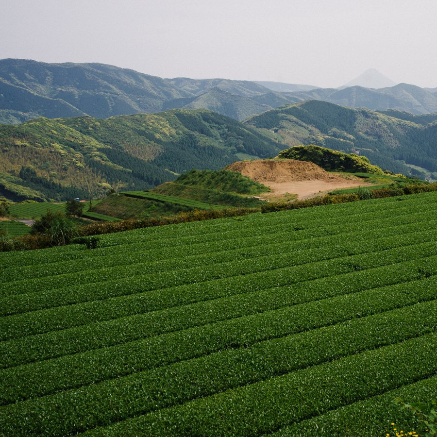 Sencha Kagoshima Bio 500g Sencha Kagoshima Bio 500g