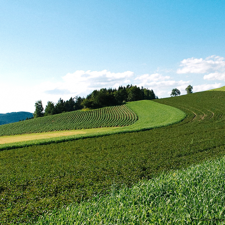 Weiße Melisse Tee Bio Bergkräuter
