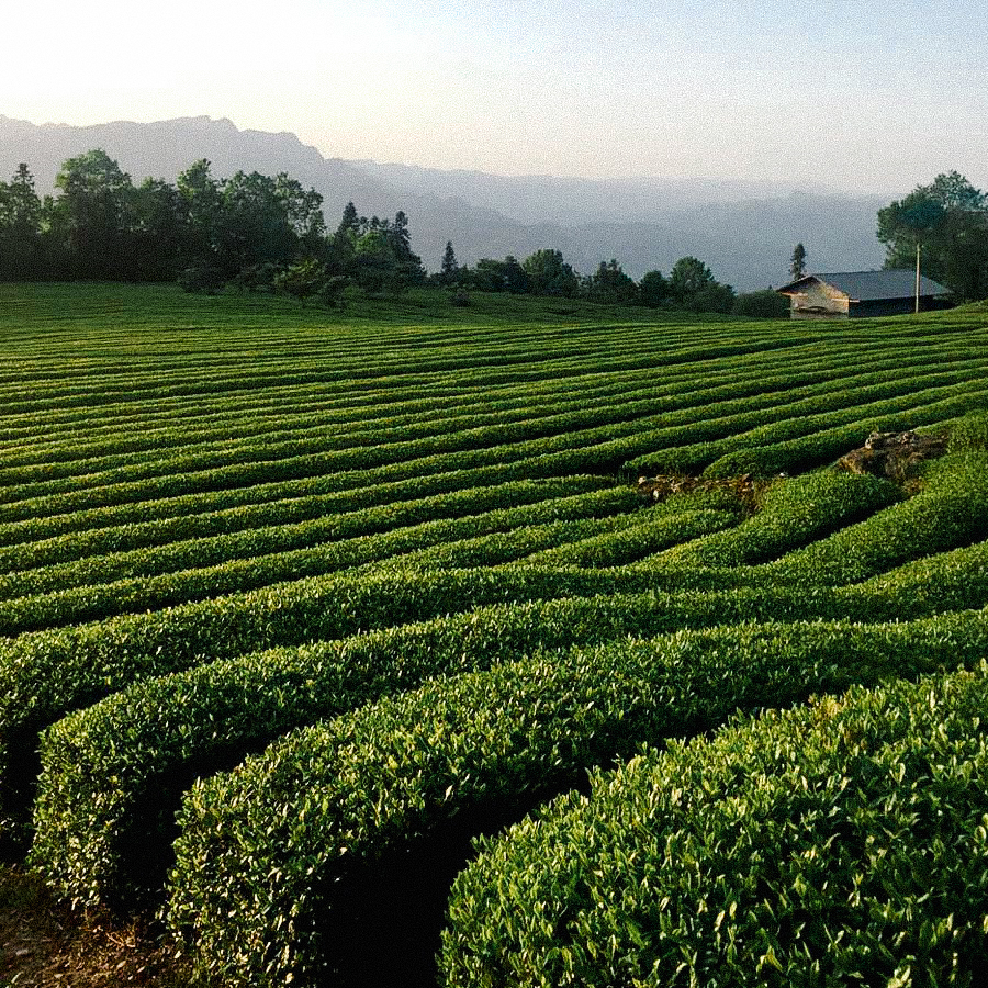 En Shi Yu Lu Premium Sans Pest.