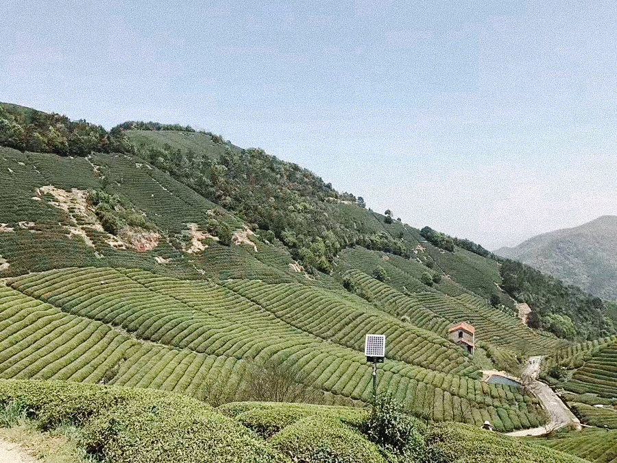 Shi Feng, Zhe Jiang, Imperial Grade, Sans Pesticides