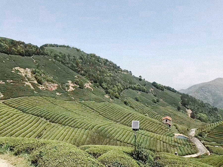 Shifeng Longjing Super Premium Pesticide Free Shifeng Longjing Super Premium Pesticide Free