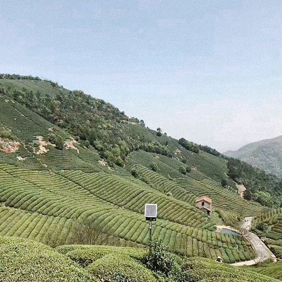 Shifeng Longjing Super Premium Pesticide Free Shifeng Longjing Super Premium Pesticide Free