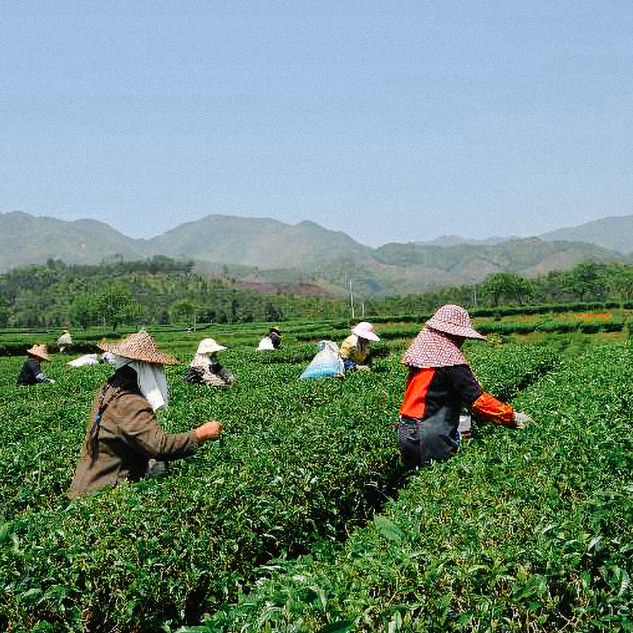 Oolong Wuyi Da Hong Pao Thé De Roche sans pesticides Oolong Wuyi Da Hong Pao Thé De Roche sans pesticides
